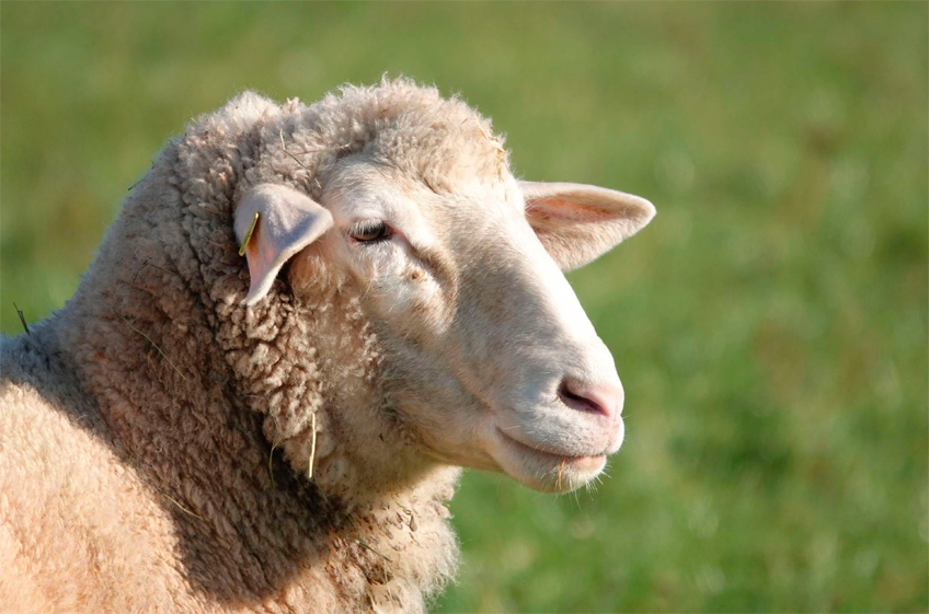 В Дагестане выводят новых овец с повышенным содержанием мяса