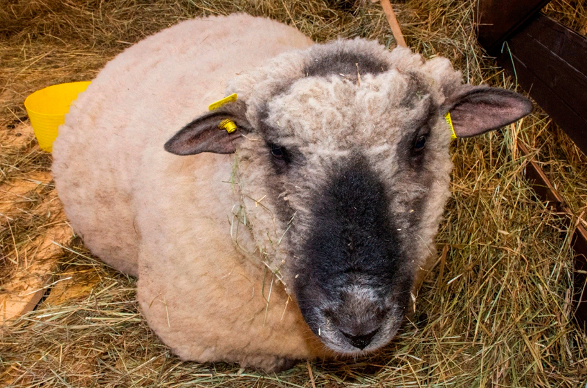 В Карелии выращивают уникальную для России породу овец