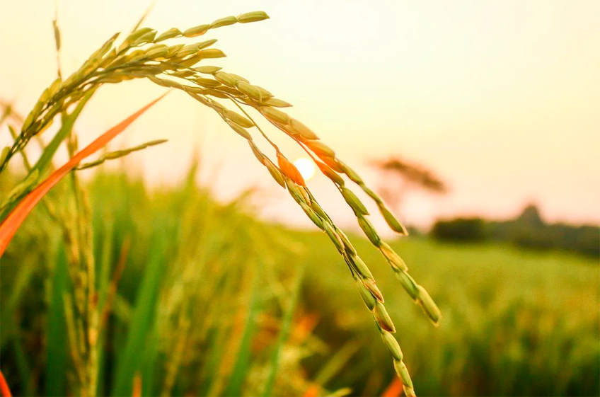 Украина зовет крупнейших зерноторговцев к созданию «зернового ОПЕК» без России