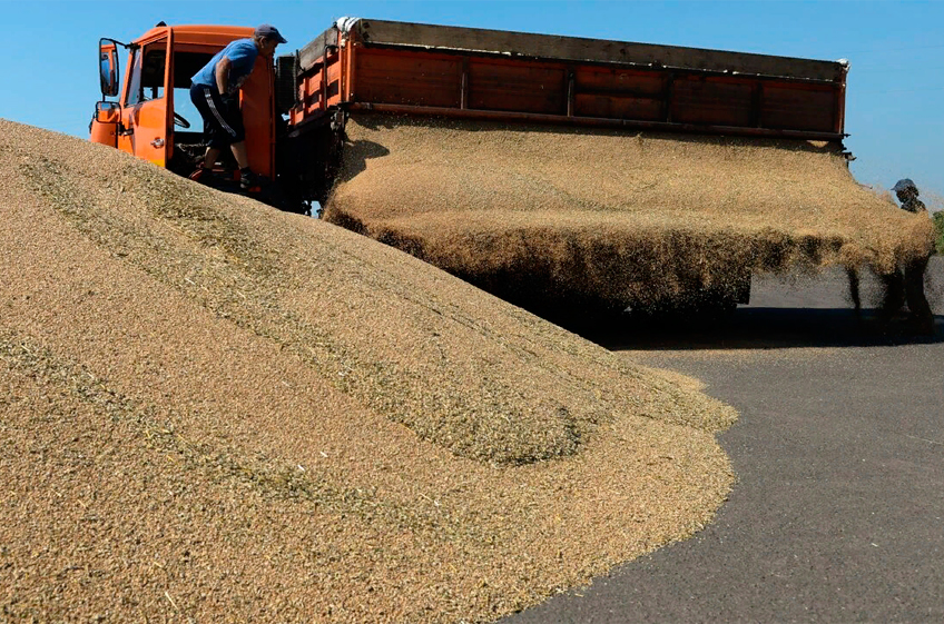 Россия сможет собрать рекордный урожай зерна, если не помешает погода