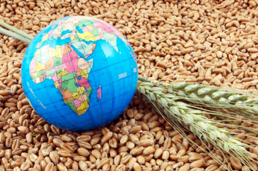 Россия с начала сельхозгода снизила экспорт пшеницы на 10,4%
