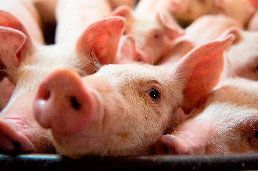 Российские производители снижают цены на свиней в конкурентной борьбе