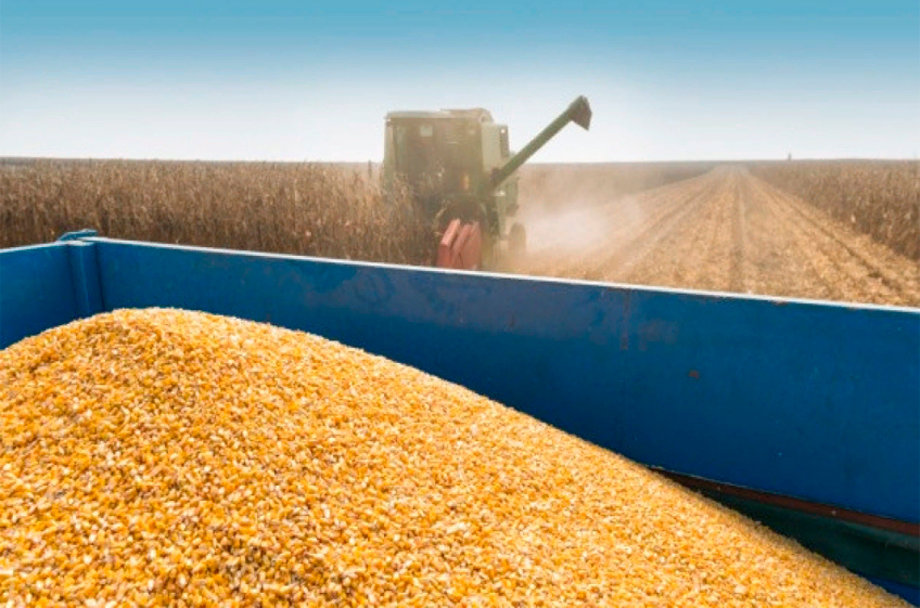 Экспорт украинского зерна в текущем сезоне сократился на 31,7%