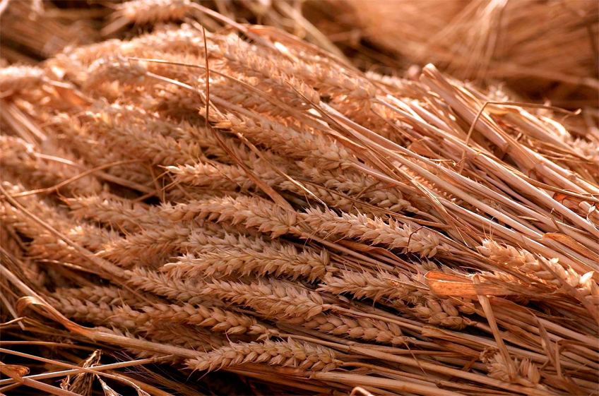 В российский госфонд 29 ноября было закуплено 60,345 тыс. тонн зерна