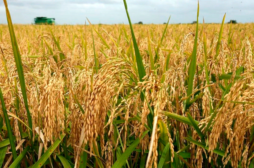 Минсельхоз РФ прогнозирует увеличение валового сбора риса в России в 2023 году до более чем 1 млн тонн