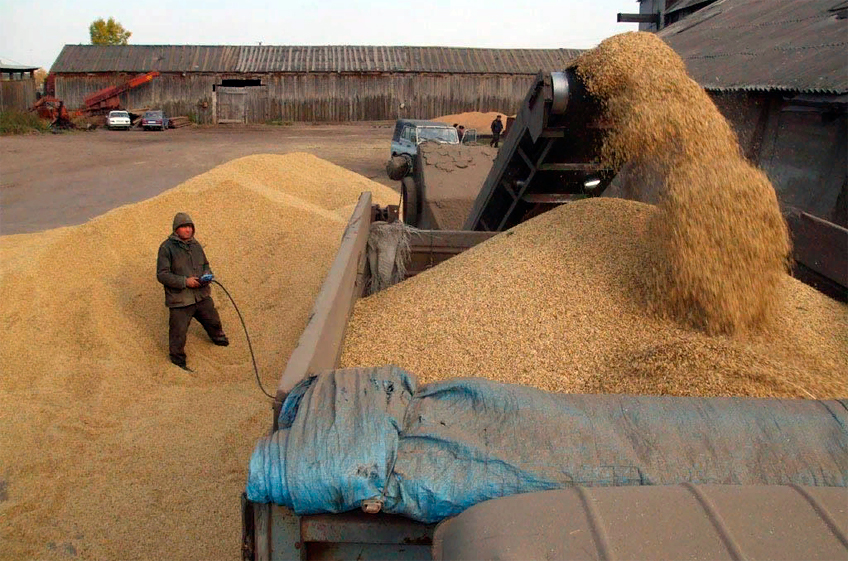 В России собрано 155 млн тонн зерна