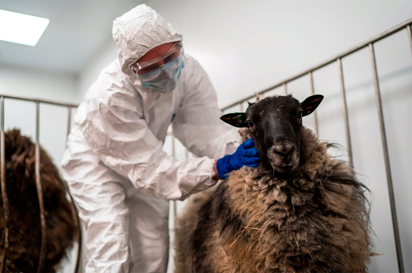 Ученые Северного Кавказа начали маркерную селекцию овец для увеличения их мясной продуктивности