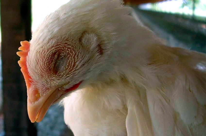 Тепловой стресс негативно влияет на качество мяса птицы и яиц