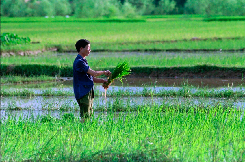 В Китае вывели новые сорта высокоурожайного многолетнего риса