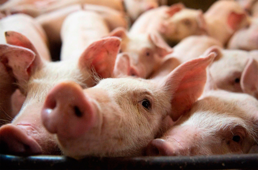 Союз свиноводов прогнозирует восстановление к концу года объемов экспорта свинины из России