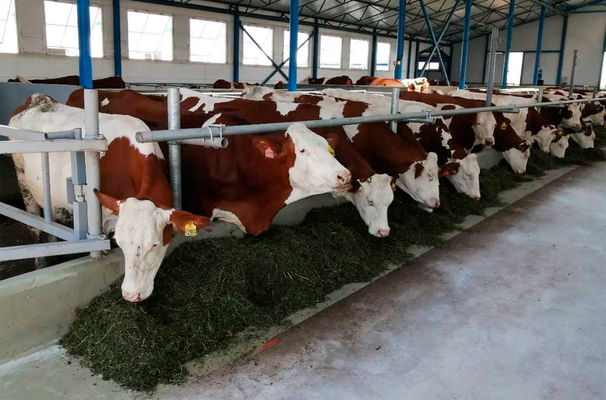 Минсельхоз РФ: необходимо ежегодно создавать не менее 50 тыс. скотомест для молочных хозяйств