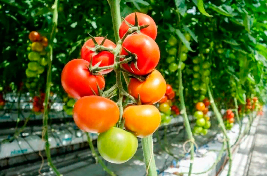 С начала года сбор тепличных овощей в России вырос на 8,3%