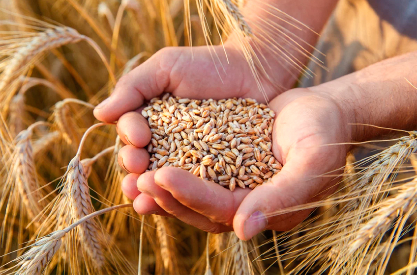 На Алтае доля продовольственной пшеницы в урожае составила 98%