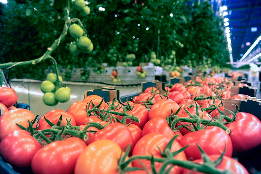 Производство тепличных овощей в России выросло на 6,8%