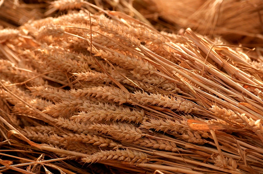 Продовольственной является 83% российской пшеницы нового урожая