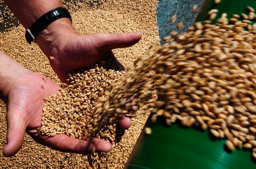 Иран намерен занять первое место по импорту зерна из России