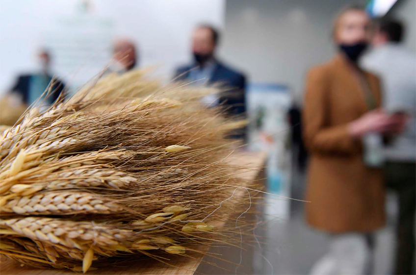 В российский госфонд 10 октября по новым правилам было закуплено 34,695 тыс. тонн зерна