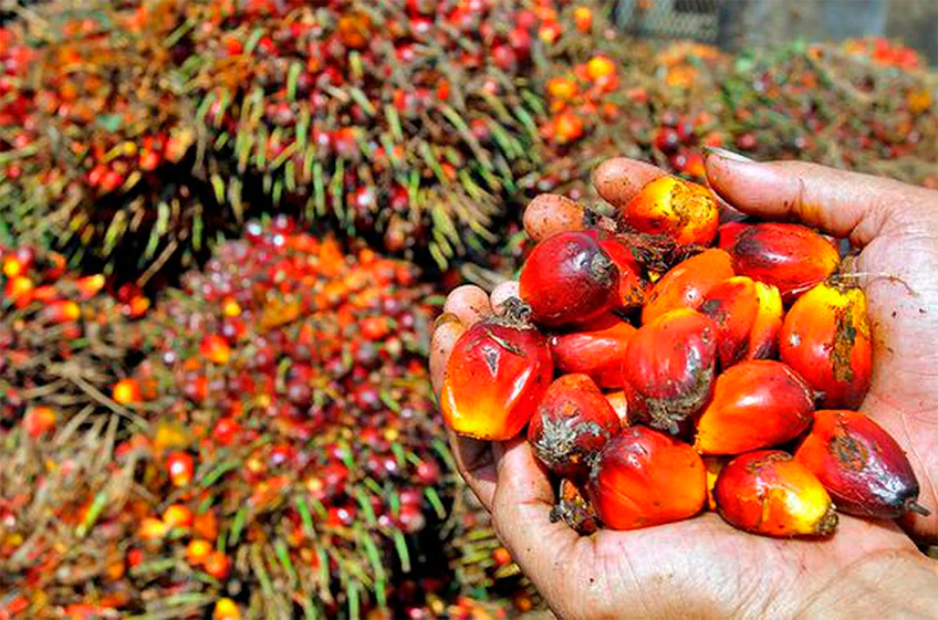 Мировой экспорт пальмового масла в августе стал рекордным
