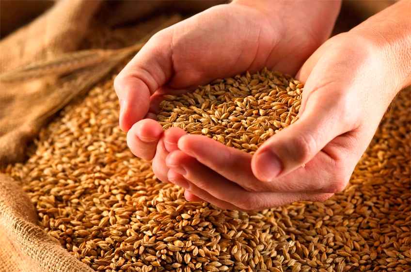 В российский госфонд 13 октября было закуплено 31,59 тыс. тонн зерна