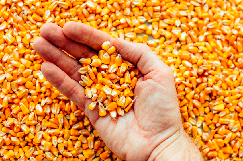 Россия с 19 октября повысит пошлину на экспорт пшеницы и ячменя, снизит на экспорт кукурузы