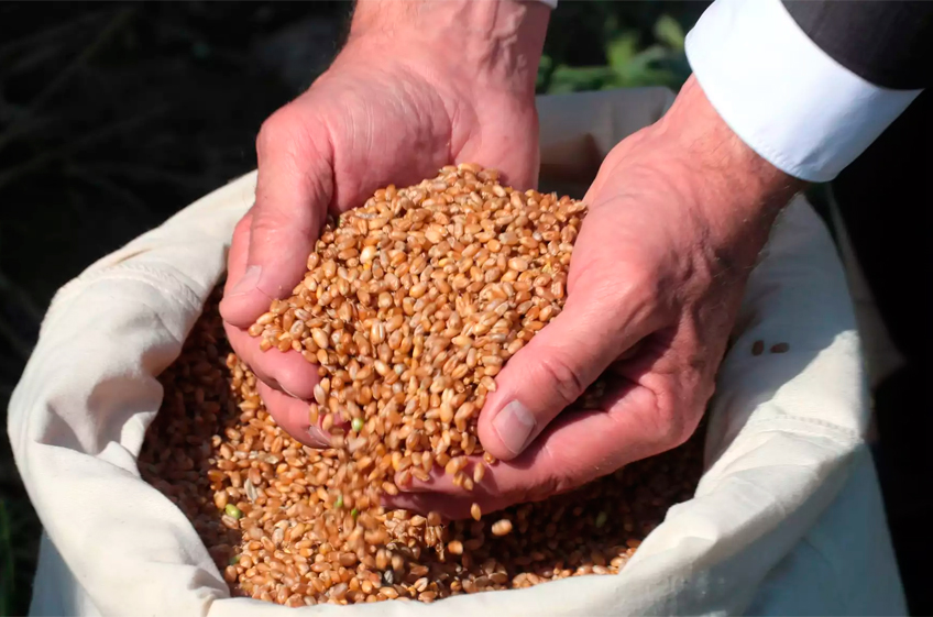 В российский госфонд 3 октября было закуплено 32,13 тыс. тонн зерна
