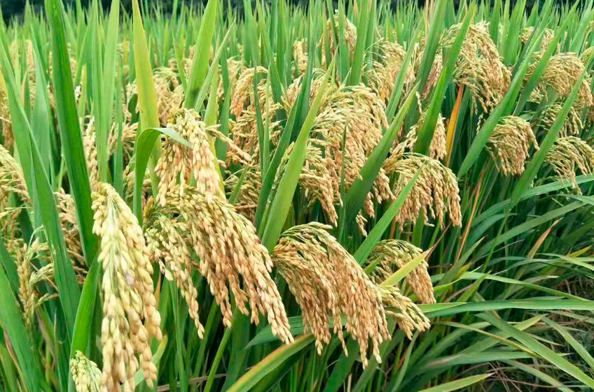 Урожайность гибридного риса в городе Санья в КНР в 2022 году достигла 22,6 тонны с гектара