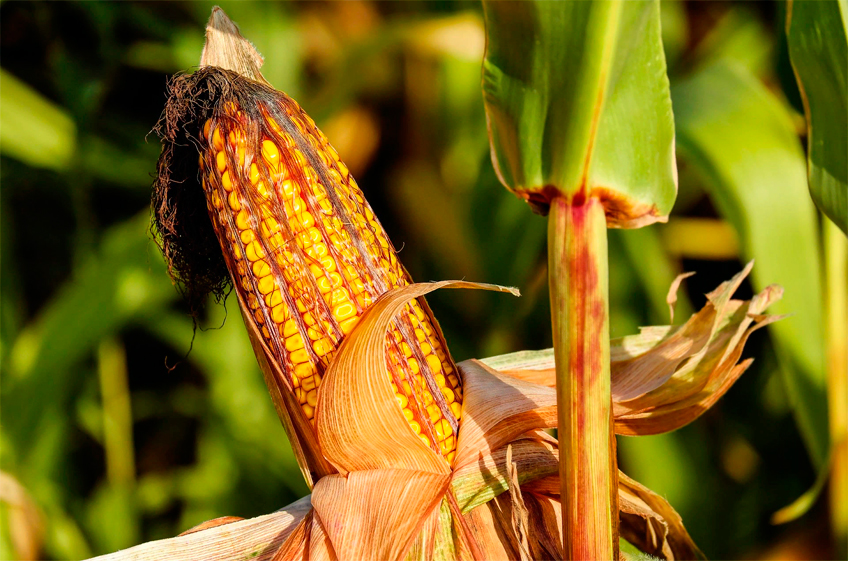 Минсельхоз Франции снова снизил прогноз производства кукурузы в стране