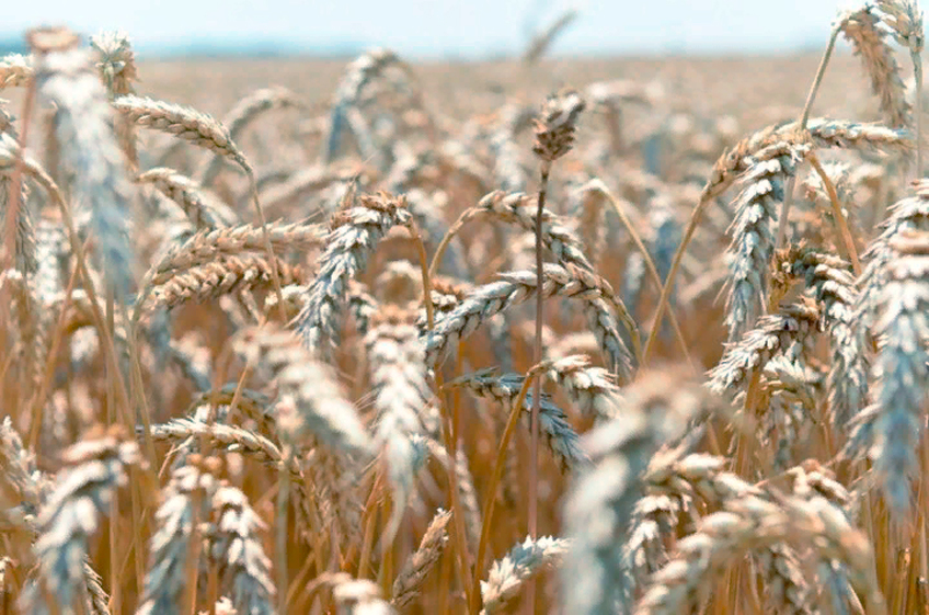 Минсельхоз РФ: внутренние цены на пшеницу будут расти вслед за мировыми