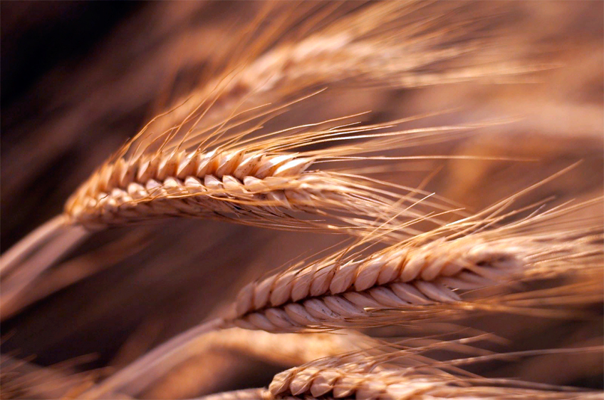 Минсельхоз США повысил прогноз сбора пшеницы в России в текущем сезоне до 91 млн тонн