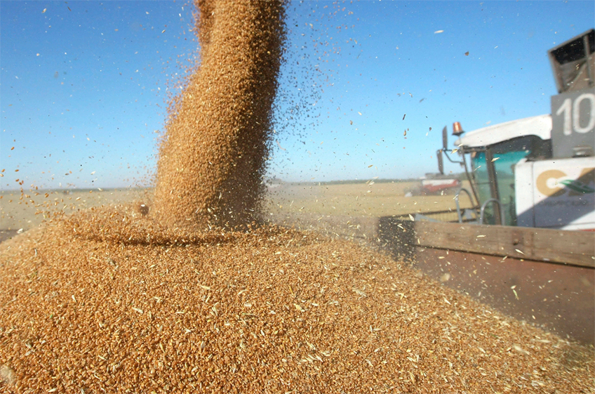 РЗС: высокий урожай зерна в России стал фактором почти безостановочного падения внутренних цен