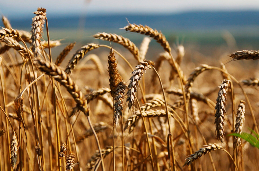 Минэкономразвития РФ высказалось против отмены экспортных пошлин на зерно