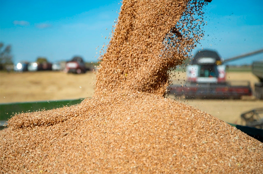 Доля низкосортной пшеницы в урожае 2022 года в России заметно превысила прошлогодний показатель