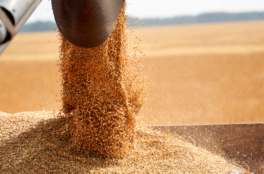 В российский госфонд закуплено 10,8 тыс. тонн зерна