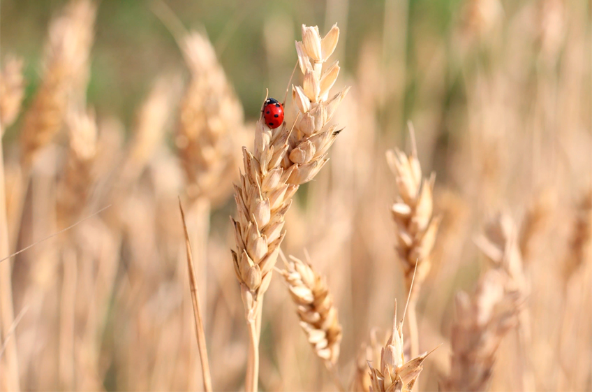 Минсельхоз РФ: производителям зерна уже направляются дополнительные 10 млрд рублей господдержки
