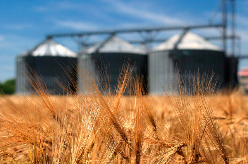 В российский госфонд 13 сентября было закуплено 14,48 тыс. тонн зерна