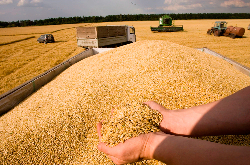 Минсельхоз РФ: в России собрано более 130 млн тонн зерна — на 32,9 млн тонн больше, чем год назад