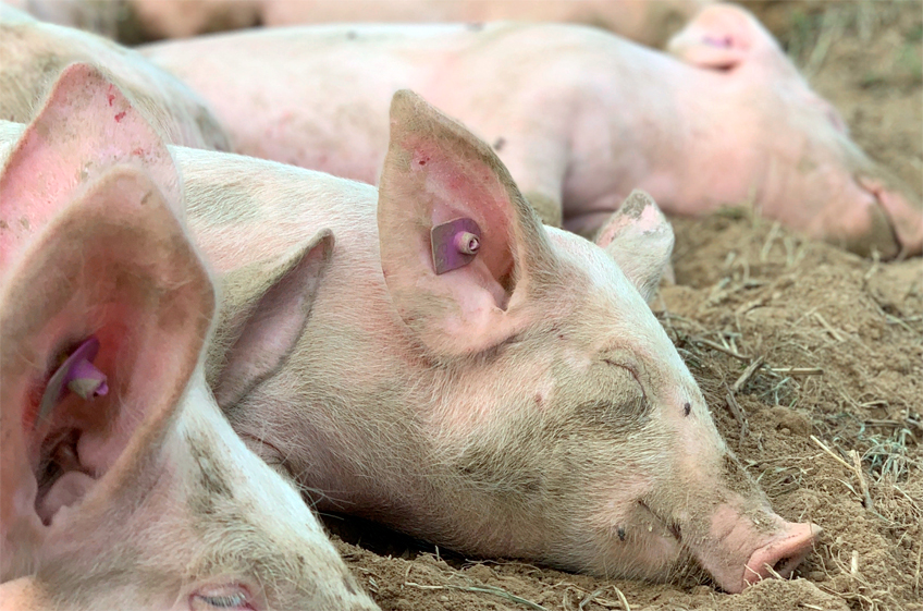 Россельхознадзор заявил о регистрации новой вакцины против классической чумы свиней