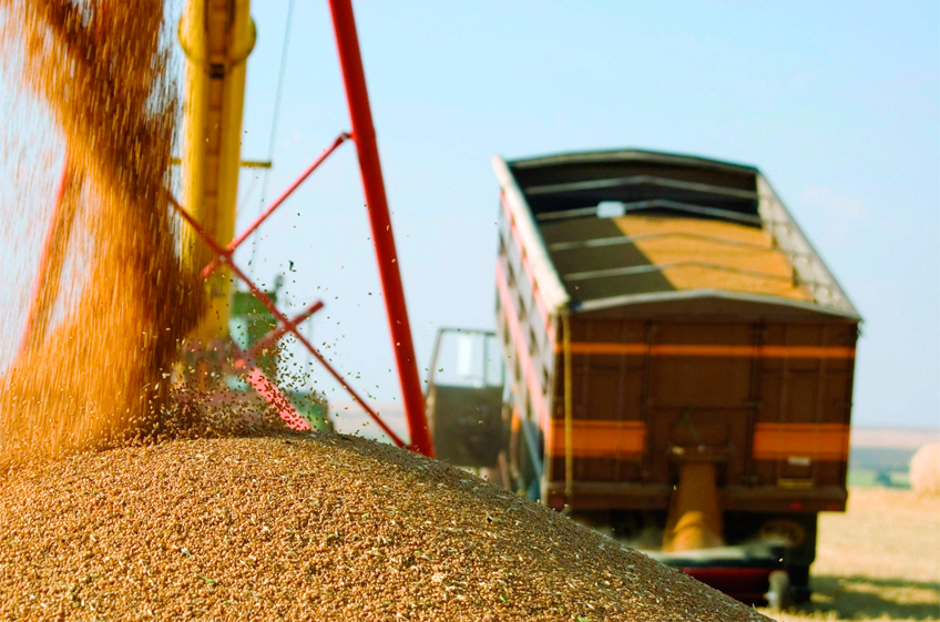 Пошлина на экспорт пшеницы из России снизится с 14 сентября