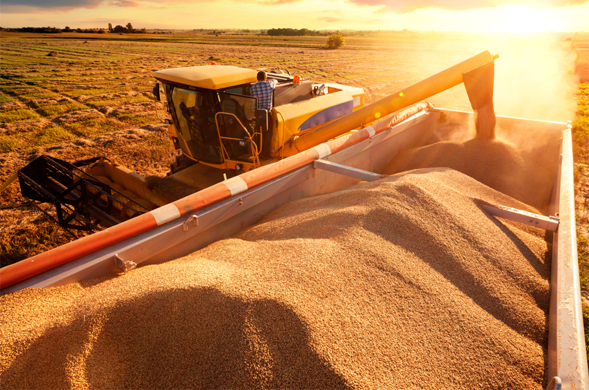 В госфонд России 14 сентября было закуплено 14,85 тыс. тонн зерна