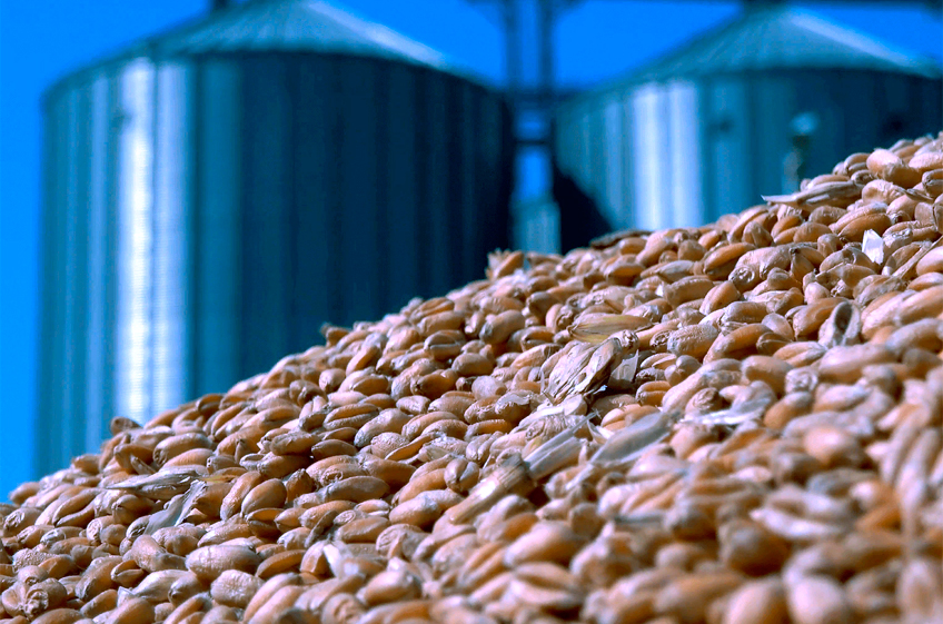 В госфонд России 16 сентября было закуплено 30,51 тыс. тонн зерна