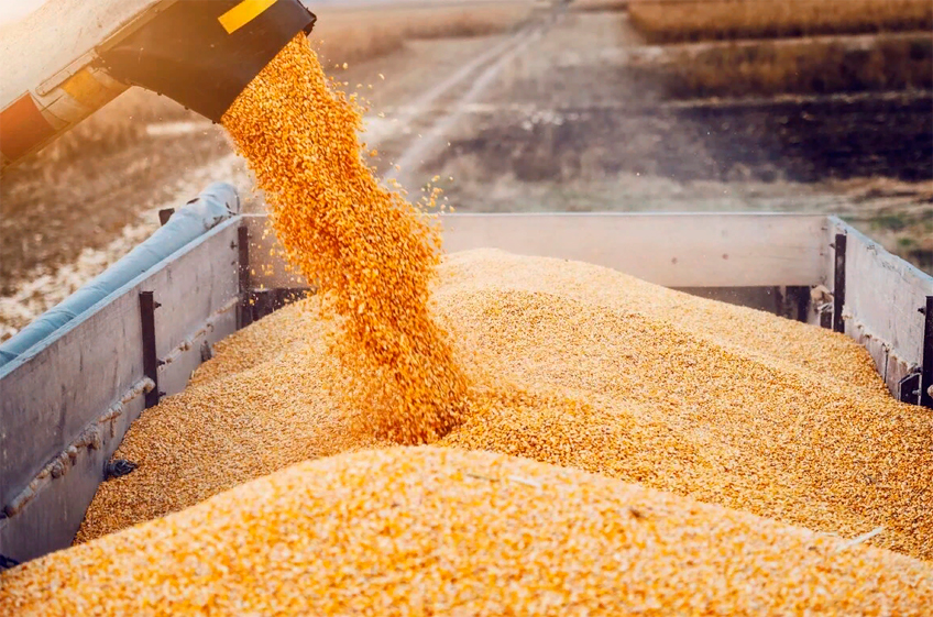 В первый день осени закупки зерна в госфонд России составили 8,1 тыс. тонн