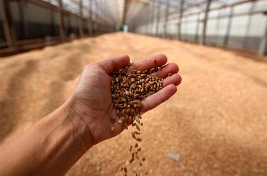 В госфонд РФ 21 сентября было закуплено 30,78 тыс. тонн зерна