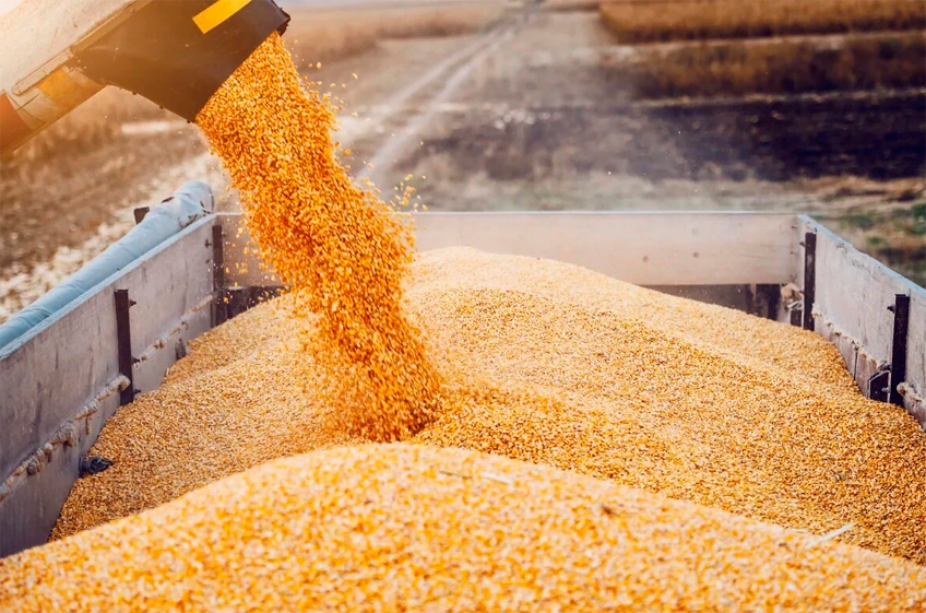 В российский госфонд 27 сентября было закуплено 24,03 тыс. тонн зерна