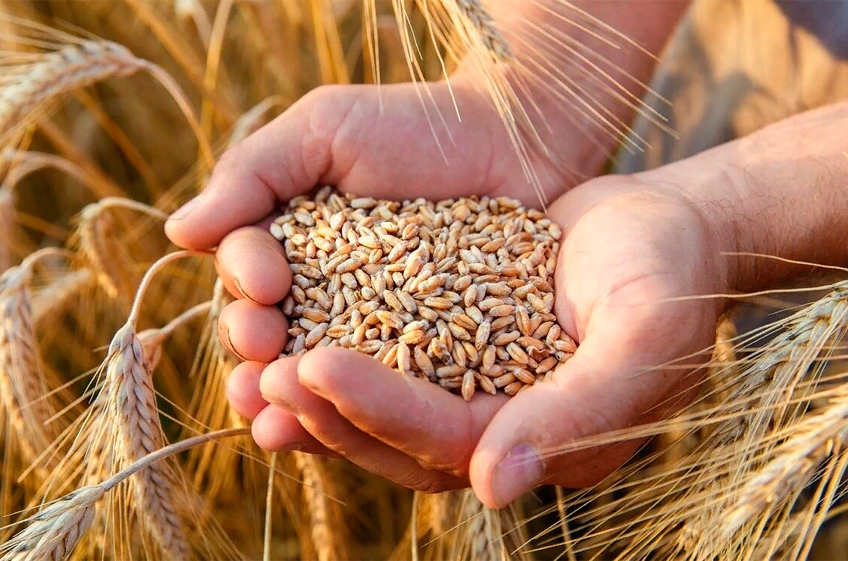 В госфонд России 5 сентября было закуплено 11 тыс. тонн зерна