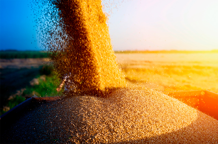 В госфонд РФ 7 сентября было закуплено 6,75 тыс. тонн зерна