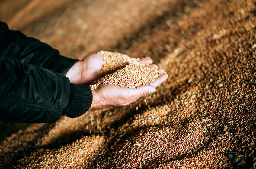 Закупки зерна в госфонд России 8 сентября составили 5,4 тыс. тонн