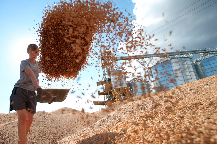 Российские экспортеры теряют возможности конкурировать с украинским зерном