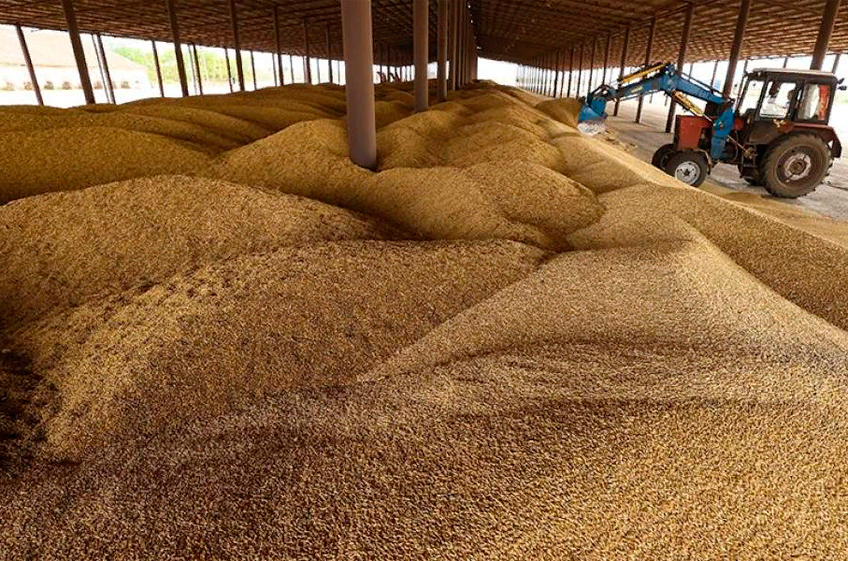 Рекордный урожай российской пшеницы спровоцировал проблему: как вывозить