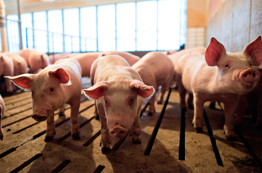 Производство свинины в России по итогам 2022 года достигнет рекордных 6 млн тонн