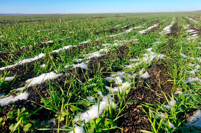 Сев озимых зерновых в России в этом году может оказаться более скромным, чем в прошлом году
